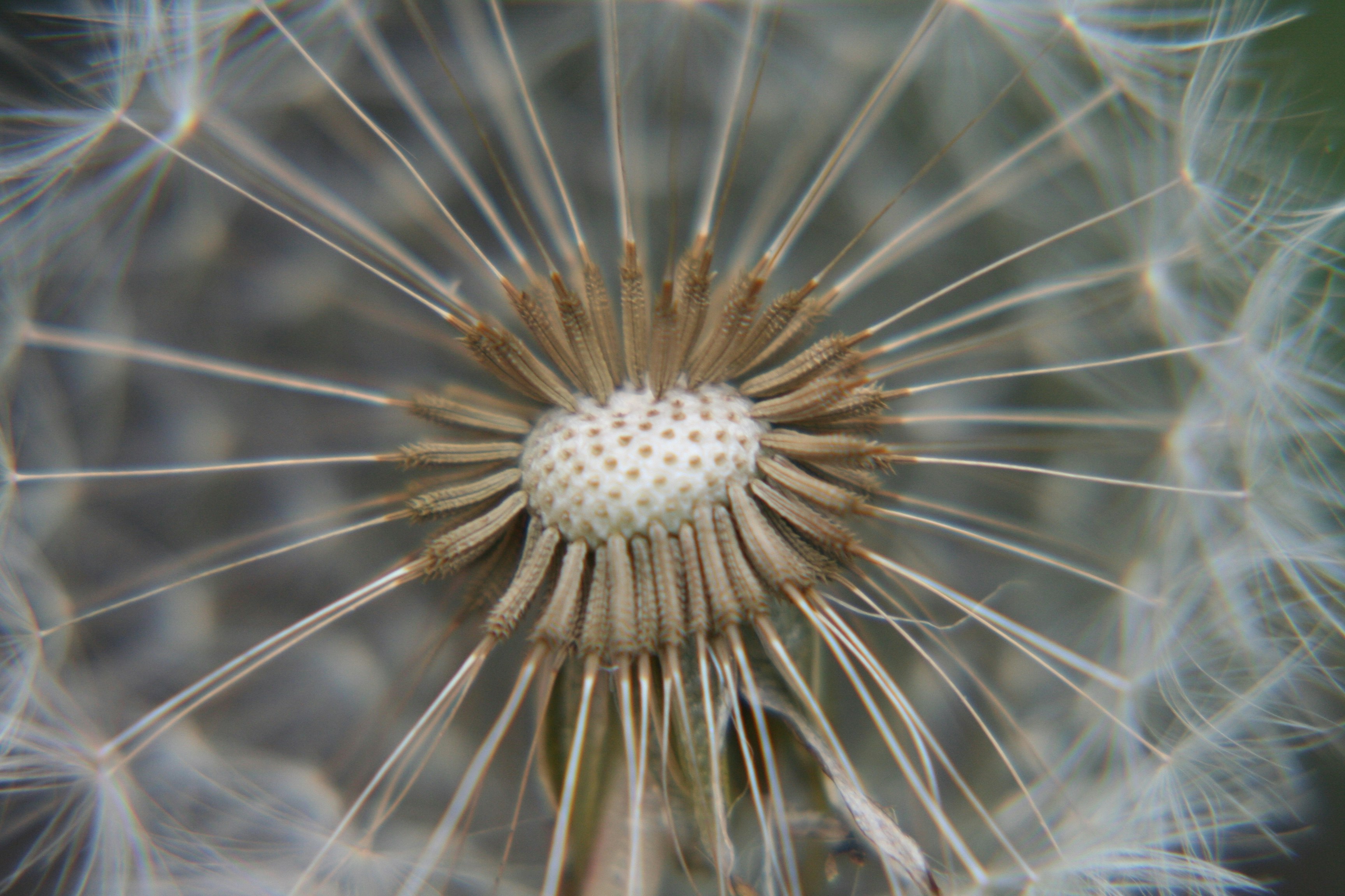 close-up photography of dandelion flower